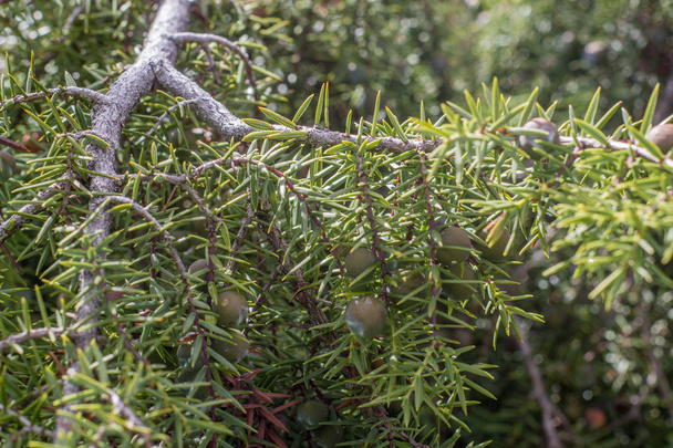arbusto sempreverde con frutta
 - Foto, immagini