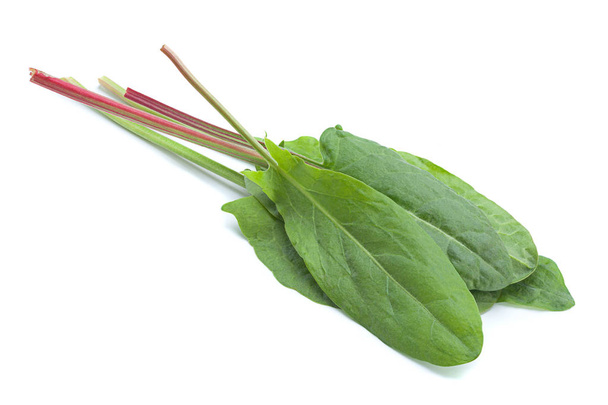 Соррельский овощной лист
 - Фото, изображение