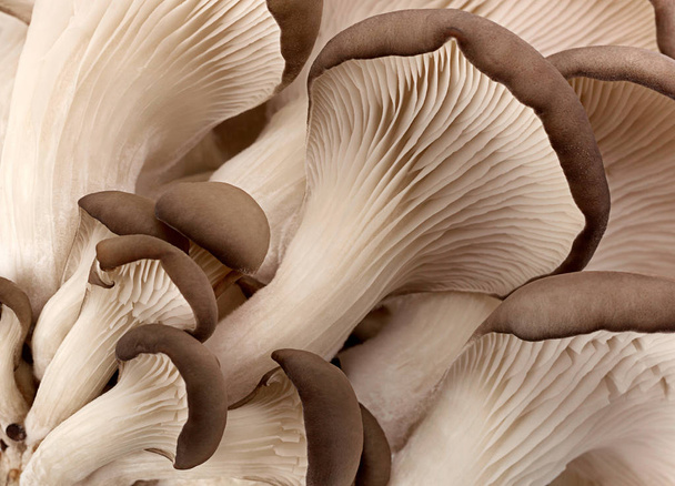 Oyster mushroom background - Foto, Imagem