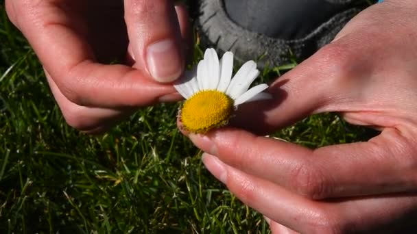 Γυναίκα χέρια rip έξω πέταλα από λουλούδια χαμομηλιού - Πλάνα, βίντεο
