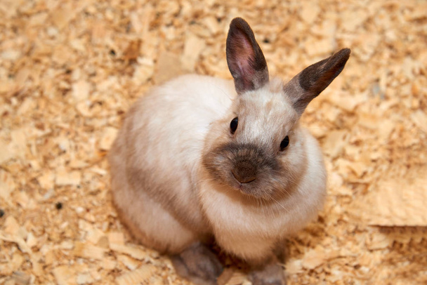 Domestic rabbitA domestic rabbit (Oryctolagus), more commonly known as simply a rabbit, is any of the domesticated varieties of the European rabbit species. Rabbits were first domesticated in the Middle Ages, and are used as sources of food. - Photo, Image