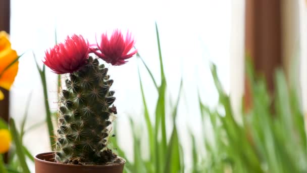 Imágenes de mano de un pequeño canctus con una flor rosa
 - Metraje, vídeo