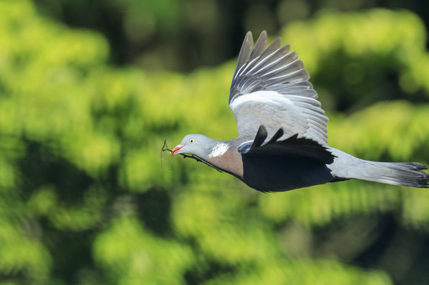 Close-up of a wood pigeon, columba palumbus, bird in flight whil - Photo, Image