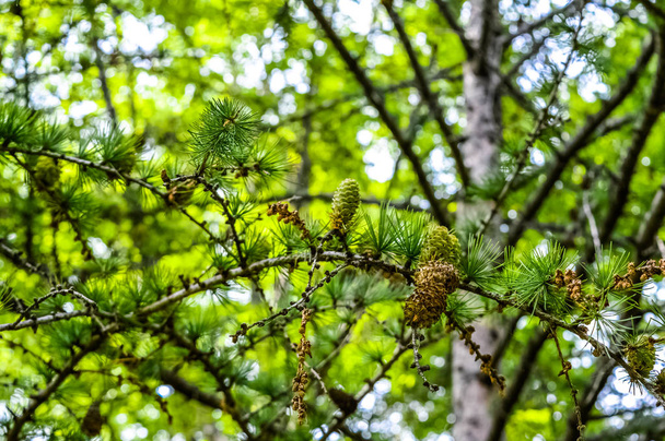 Branche de pin pelucheux vert avec un cône à Montréal, Canada
. - Photo, image