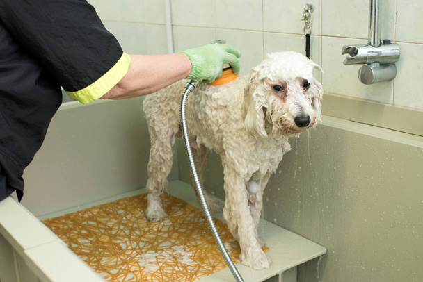 Грумер у зоосалоні миє білого собаку
 - Фото, зображення