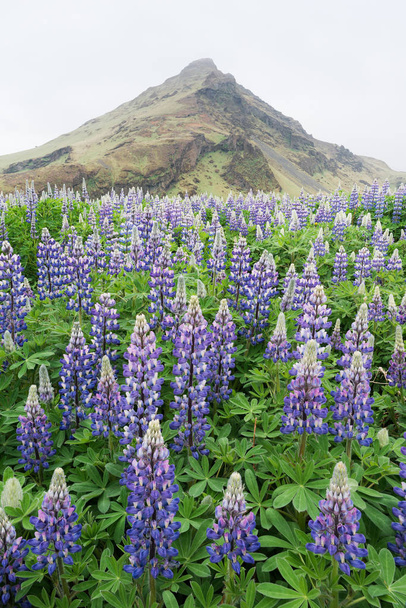 Lupine flowers on the meadow in Iceland - Fotoğraf, Görsel