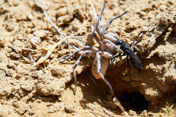  Pók darázs és megbénult pók. Darazsak-a családi pompilidae gyakran nevezik pók darazsak. Pók darazsak is magányos darazsak, egyetlen pók használó a fogadó lárvák táplálására.                   - Fotó, kép