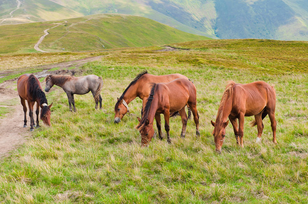 Vuoristoniityillä laiduntavat hevoset
 - Valokuva, kuva