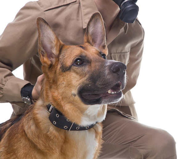 Γερμανικός Ποιμενικός με χειριστή σκύλου - Φωτογραφία, εικόνα