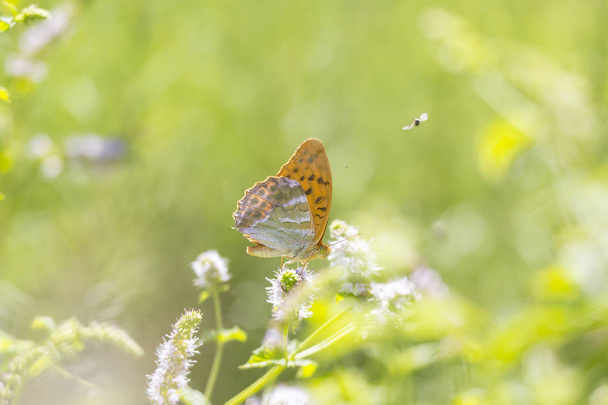 Silbergewaschener Schmetterling Argynnis paphia Nahaufnahme - Foto, Bild