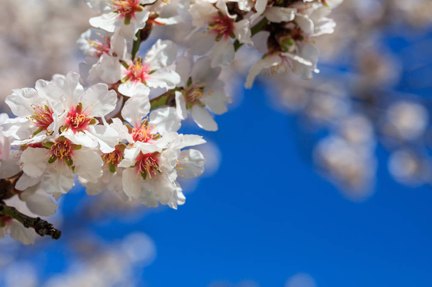 Tavasszal virágzó. Vértes mandula virágok rózsaszín, életlenítés háttér, másol hely - Fotó, kép