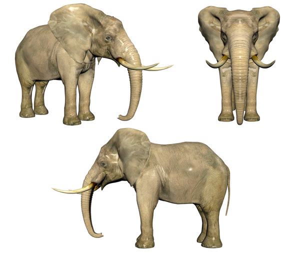 3d elephant isolated on white - Photo, Image