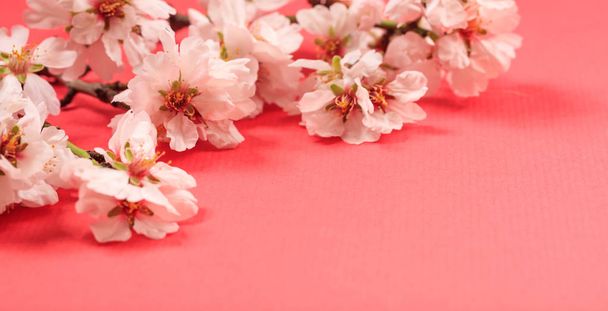 Ανθίζουν την άνοιξη. Άνθη αμυγδαλιάς σε ροζ φόντο, banner, αντίγραφο χώρου - Φωτογραφία, εικόνα