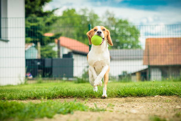 Corsa del cane beagle salto divertimento
 - Foto, immagini