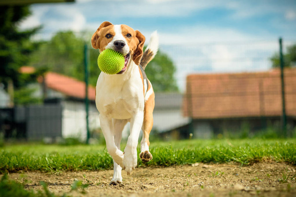 Perro ejecutar Beagle diversión
 - Foto, Imagen