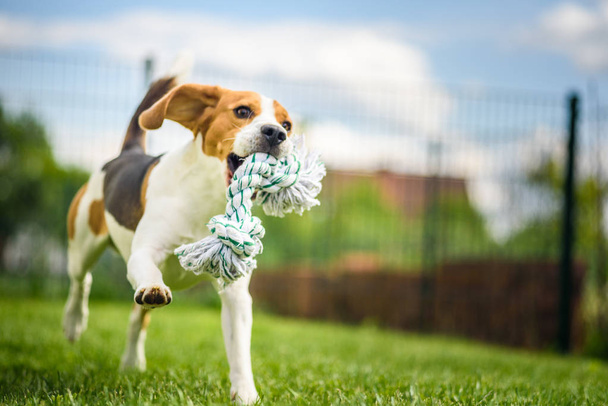 Hund läuft Beagle-Spaß - Foto, Bild