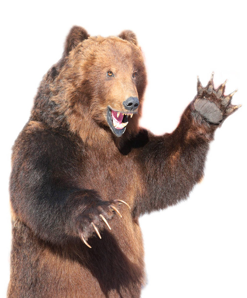 Taxidermy of a Kamchatka brown bear  - Photo, Image