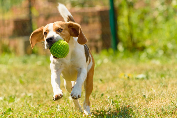 Pies beagle wykonywania skoki zabawa - Zdjęcie, obraz