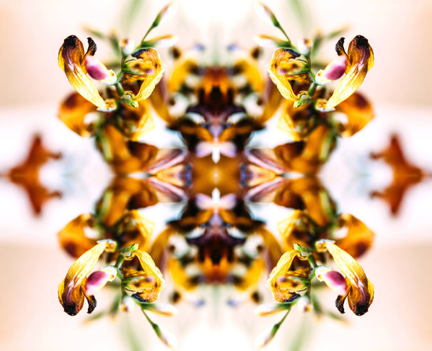 Macro close-up photograph of a freesia dried dead freesia flower - Photo, Image