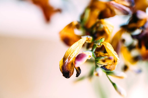 Macro close-up foto van een freesia gedroogd dode freesia bloem - Foto, afbeelding