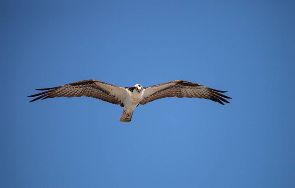 Osprey uccello rapace Pandion haliaetus in volo
 - Foto, immagini