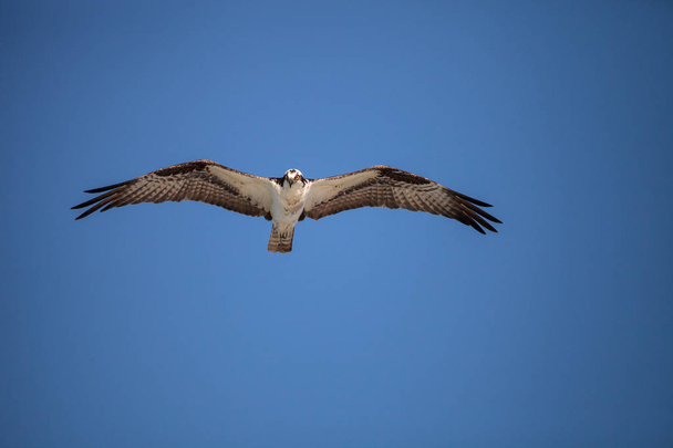 Osprey ave de rapina Pandion haliaetus voando
 - Foto, Imagem