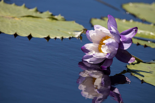Fioletowy i biały N Kews pasażer na gapę Blues lilia wodna Nymphaea gigan - Zdjęcie, obraz