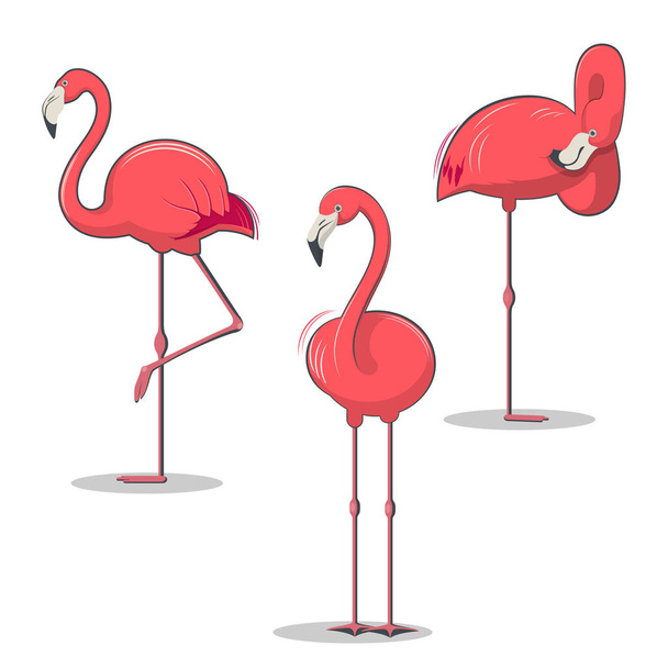 Set of pink flamingos bird in different poses - Vektori, kuva