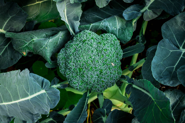 Grünkohl Bio-Gemüsebauern aus der Nähe - Foto, Bild