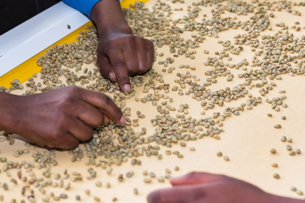 Close up of workers in a coffee bean factory, Raw Coffee Bean sorting and processing in a factory - Foto, Imagem