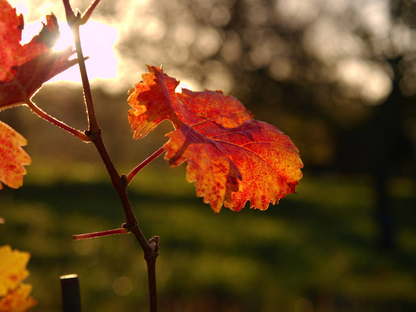 Viña de otoño. Hojas rojas anaranjadas amarillas sobre plantas vitivinícolas en vinería, últimos rayos de sol cálidos
 - Foto, imagen