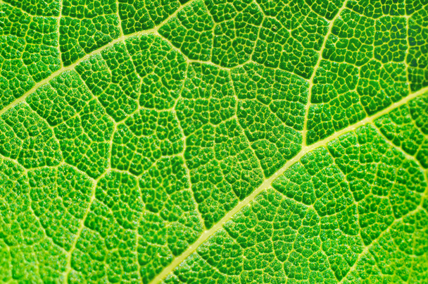 Textura de folha verde como fundo
 - Foto, Imagem