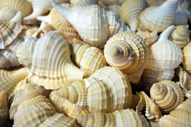 Brown Sanibel Shells collection for sale background - Photo, Image