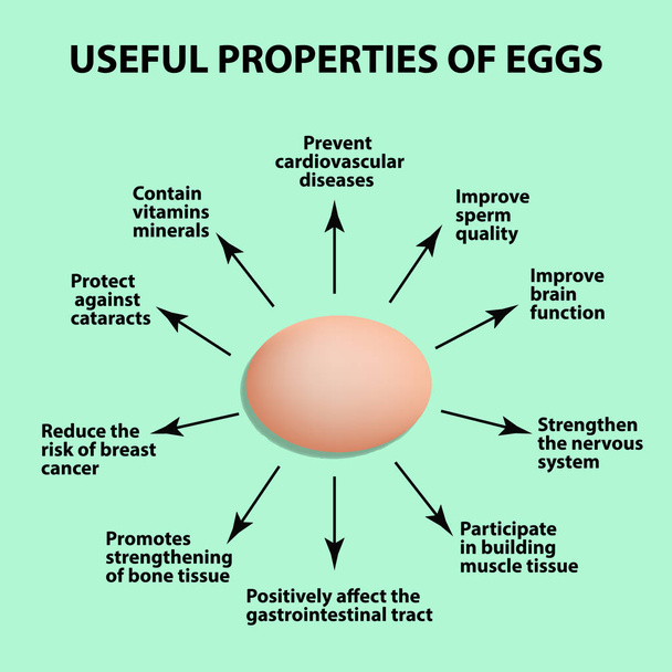 Propiedades útiles de los huevos de pollo. Infografías. Ilustración vectorial
. - Vector, imagen