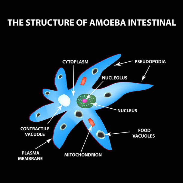 De structuur van de amoebe is intestinale. Gastro-intestinale Amebiasis. Infographics. Vectorillustratie op zwarte achtergrond. - Vector, afbeelding