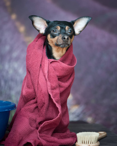  puppy, dog in a towel after bathing. Pretty dog port - Photo, Image