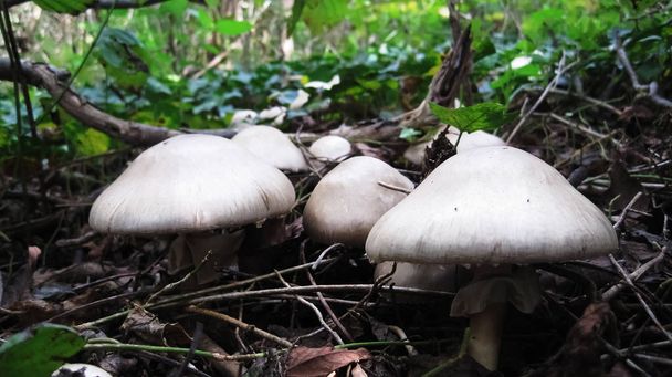 Amanita phalloides, mortal, cogumelos brancos tóxicos que crescem da terra no início do outono
 - Foto, Imagem