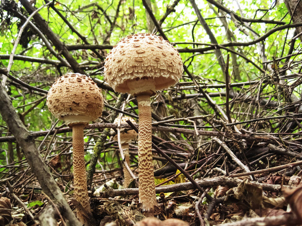 Two young,brown sunstroke mushroom growing in the wood out from earth                                - Photo, Image