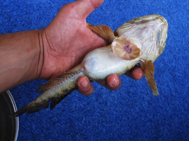 Коричневая гигантская рыба-крыса в руке, лицом вниз, на синем фоне
                                          - Фото, изображение