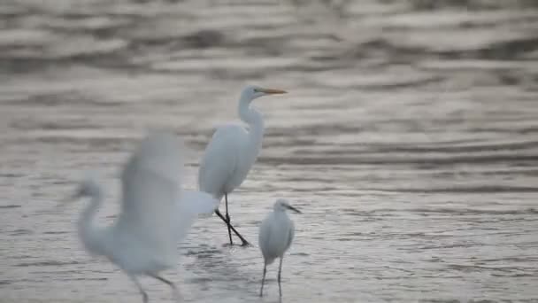 Great White Egret junto al borde del agua al amanecer
 - Metraje, vídeo