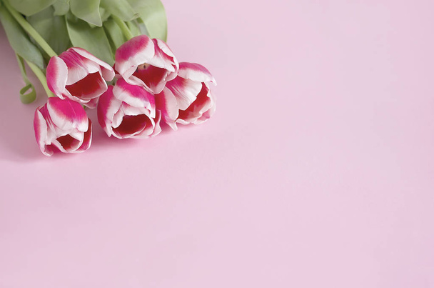 Fialové tulipány s bílým okrajem na fialové pozadí. - Fotografie, Obrázek