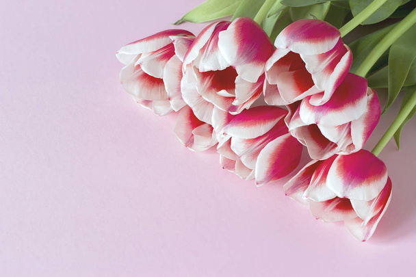 Fialové tulipány s bílým okrajem na fialové pozadí. - Fotografie, Obrázek