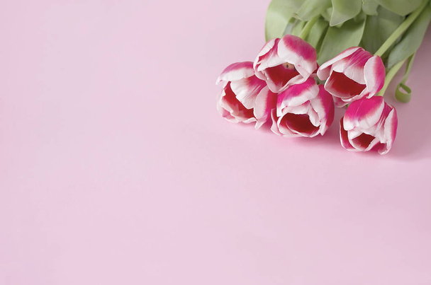 Tulipanes rojos con borde blanco sobre fondo rosa
. - Foto, imagen