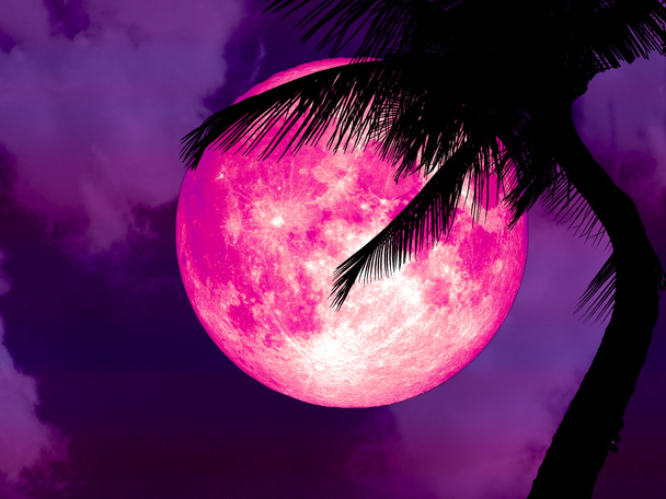 Super pink moon pleców sylwetka palmy kokosowe drzewo - Zdjęcie, obraz