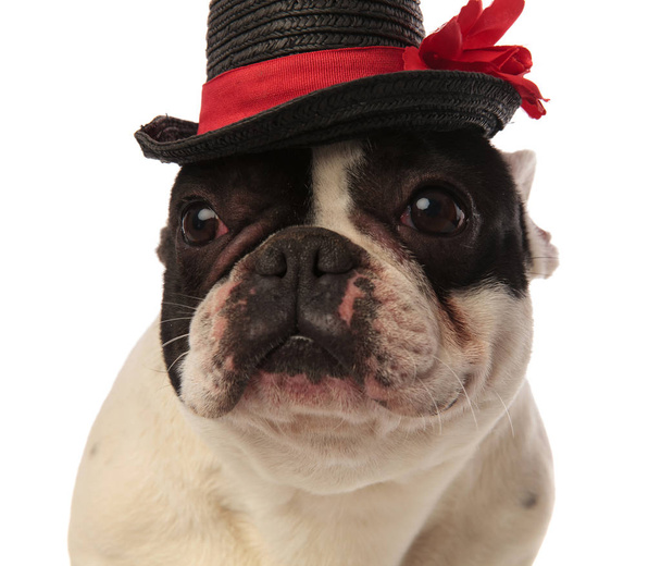close up of a cute puppy wearing a black hat - Foto, afbeelding