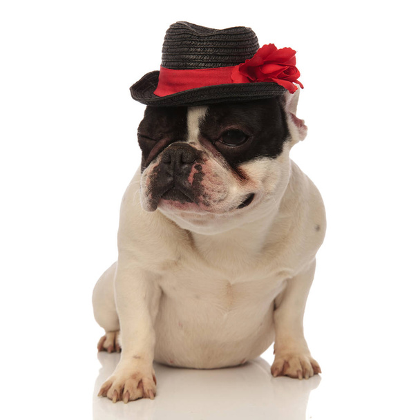 french bulldog wearing a black hat winking - 写真・画像