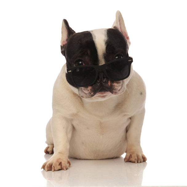 прохолодний французький бульдог з сонцезахисними окулярами, що ковзають вниз по носу
 - Фото, зображення