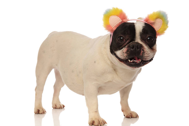 bulldog francés está emocionado por su nueva diadema
 - Foto, Imagen