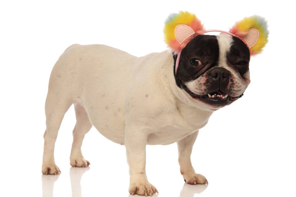 Gelukkig bulldog dragen kleurrijke bont oren - Foto, afbeelding