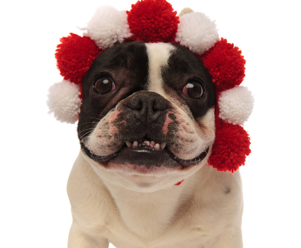 adorable little french bulldog wearing colored headband looks ag - Photo, Image